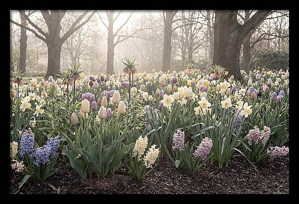 Spring Bulb Garden Blooming