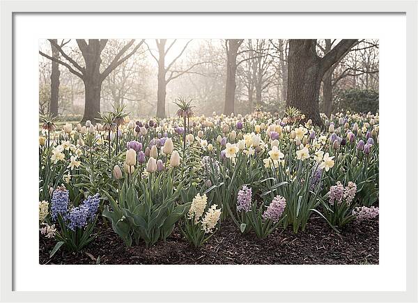 Spring Bulb Garden Blooming