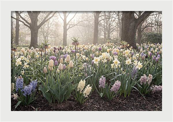 Spring Bulb Garden Blooming