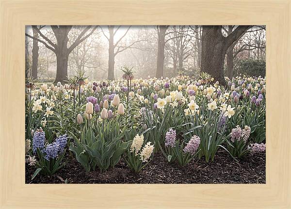 Spring Bulb Garden Blooming