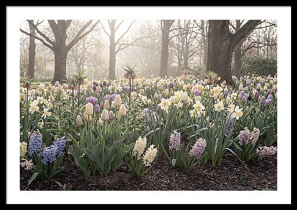 Spring Bulb Garden Blooming