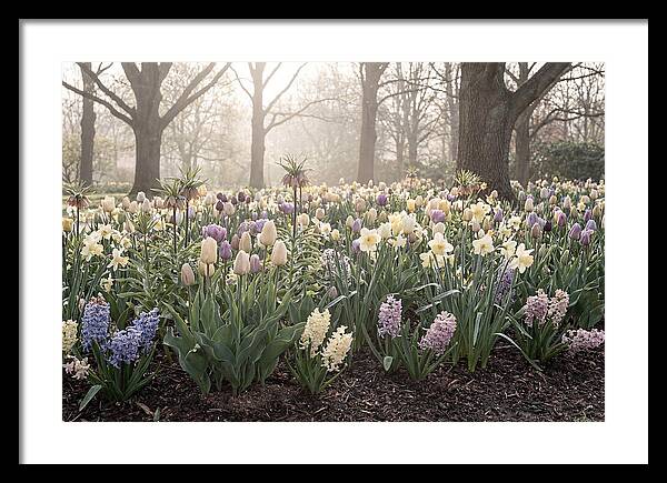 Spring Bulb Garden Blooming