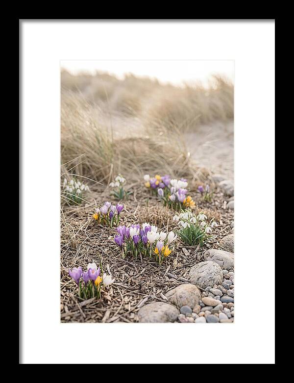 Spring Bulb Garden Delight