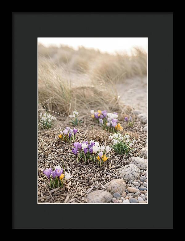 Spring Bulb Garden Delight