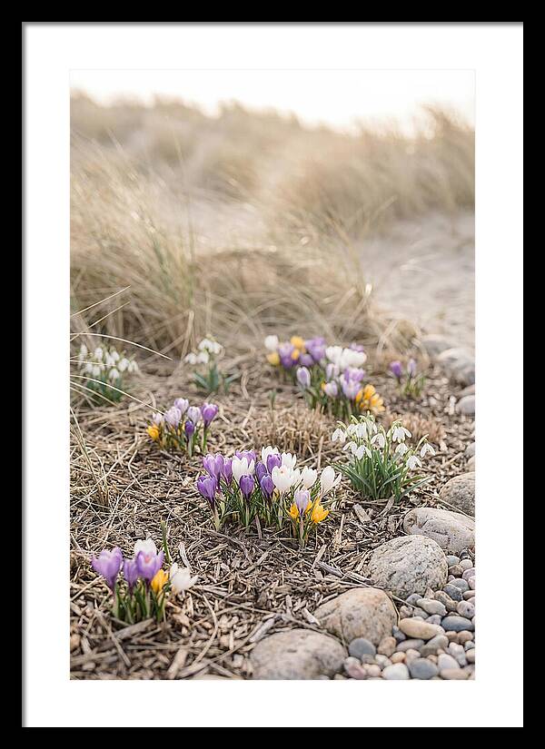Spring Bulb Garden Delight