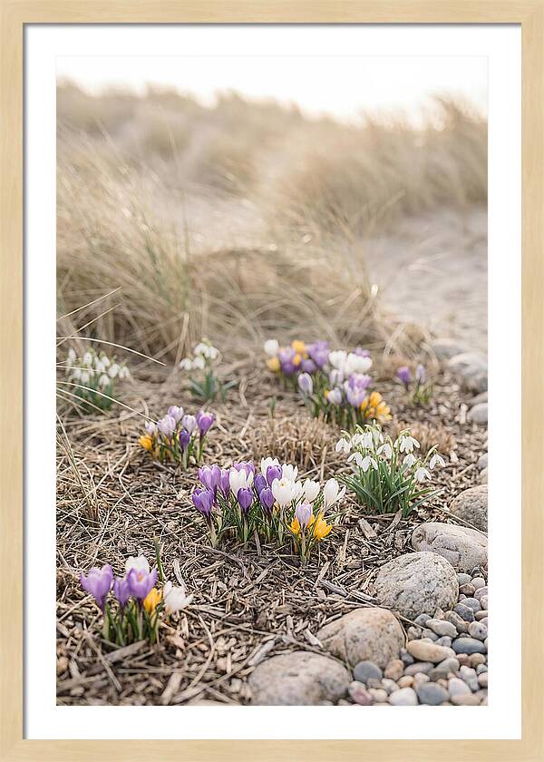 Spring Bulb Garden Delight