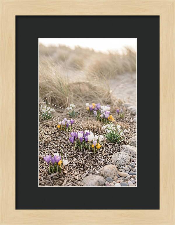 Spring Bulb Garden Delight