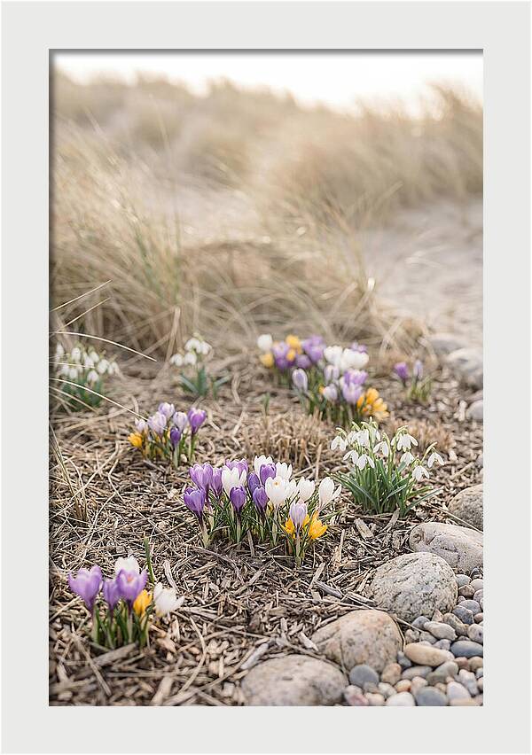 Spring Bulb Garden Delight