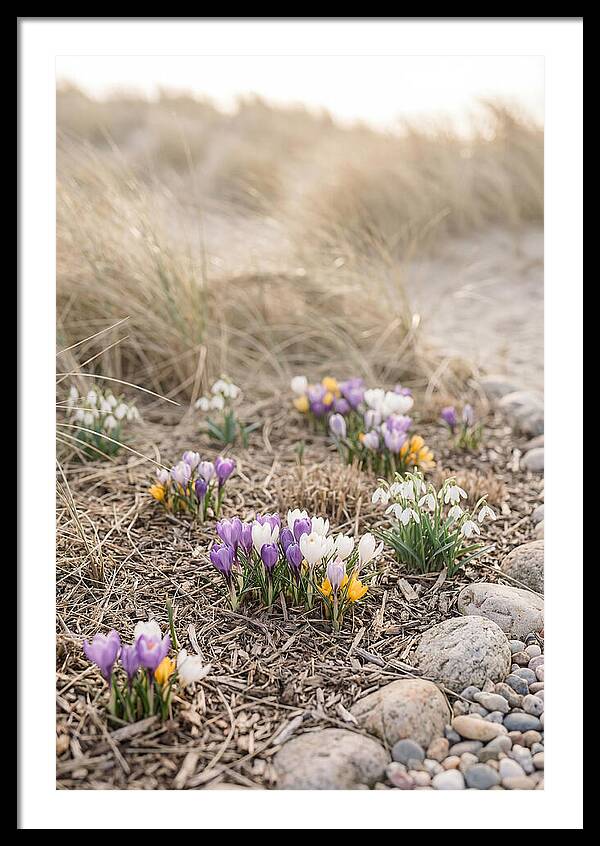 Spring Bulb Garden Delight
