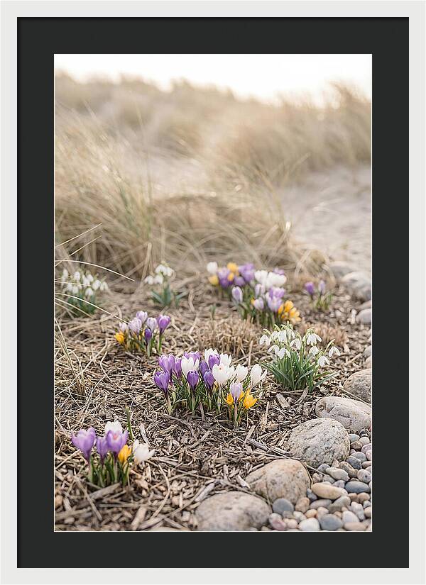 Spring Bulb Garden Delight