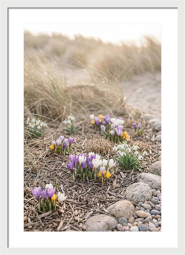 Spring Bulb Garden Delight