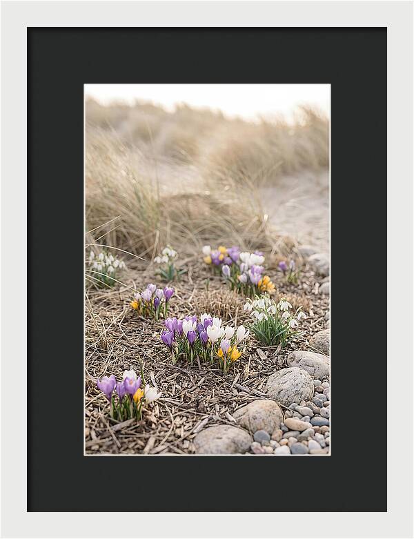 Spring Bulb Garden Delight
