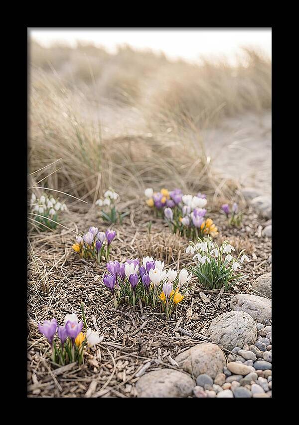 Spring Bulb Garden Delight