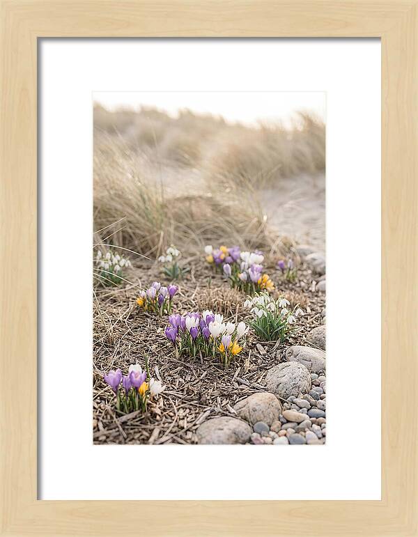 Spring Bulb Garden Delight