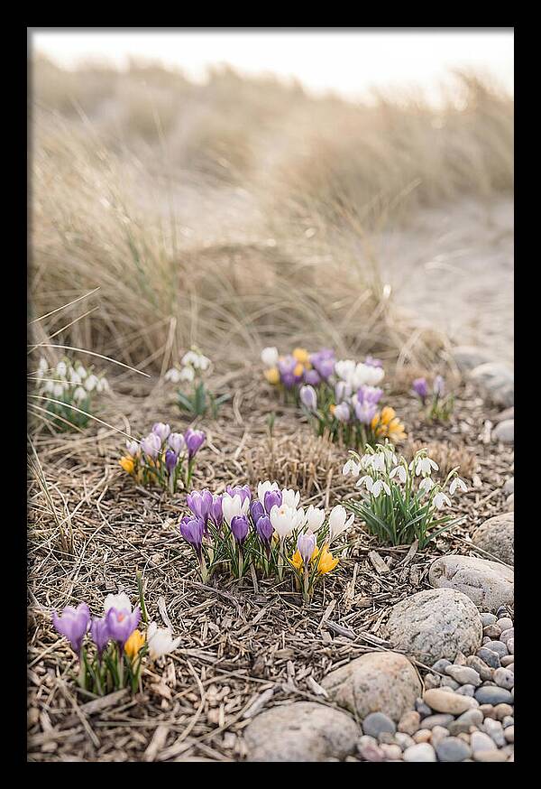 Spring Bulb Garden Delight