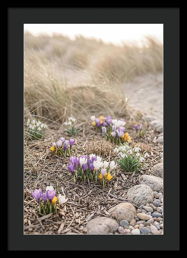 Spring Bulb Garden Delight