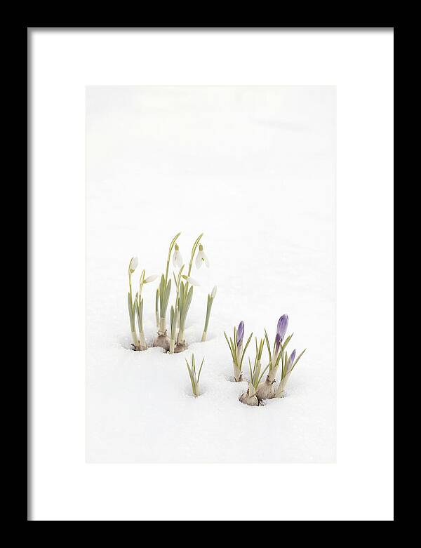 Spring Bulbs Emerging Through Snow