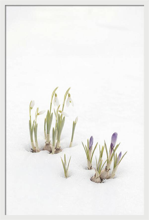 Spring Bulbs Emerging Through Snow