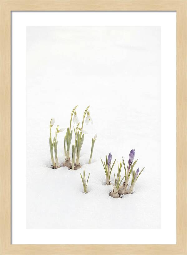 Spring Bulbs Emerging Through Snow