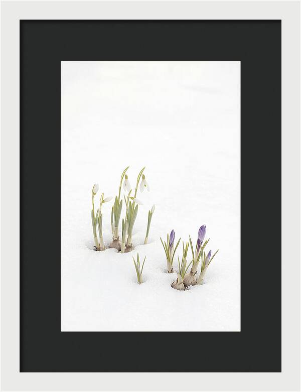 Spring Bulbs Emerging Through Snow