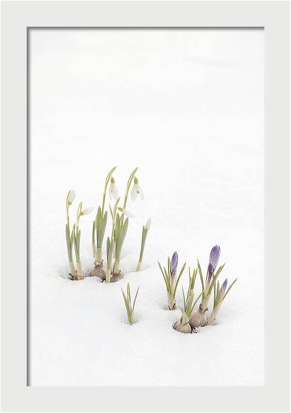 Spring Bulbs Emerging Through Snow