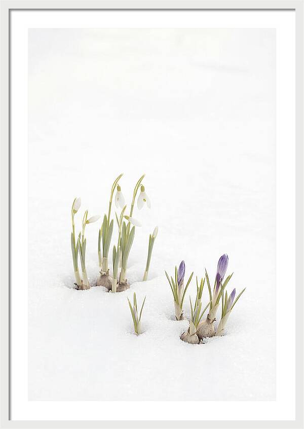 Spring Bulbs Emerging Through Snow
