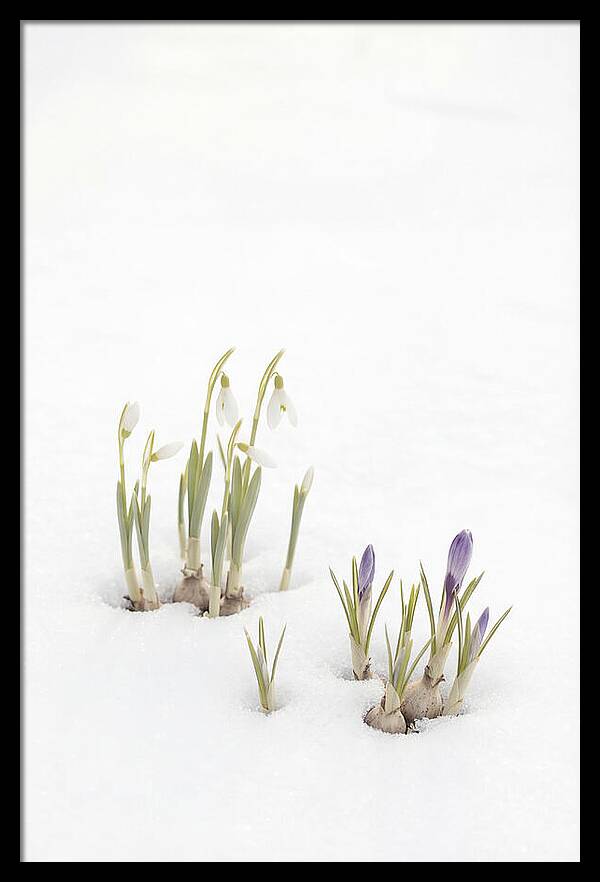 Spring Bulbs Emerging Through Snow