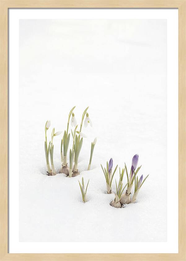 Spring Bulbs Emerging Through Snow