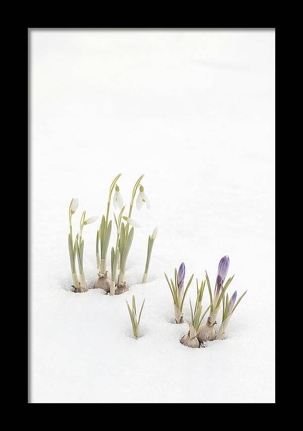 Spring Bulbs Emerging Through Snow