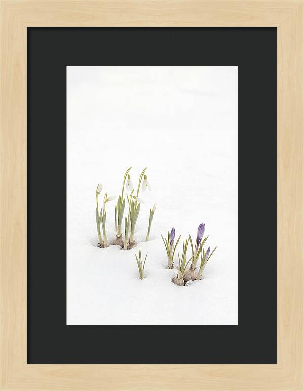 Spring Bulbs Emerging Through Snow