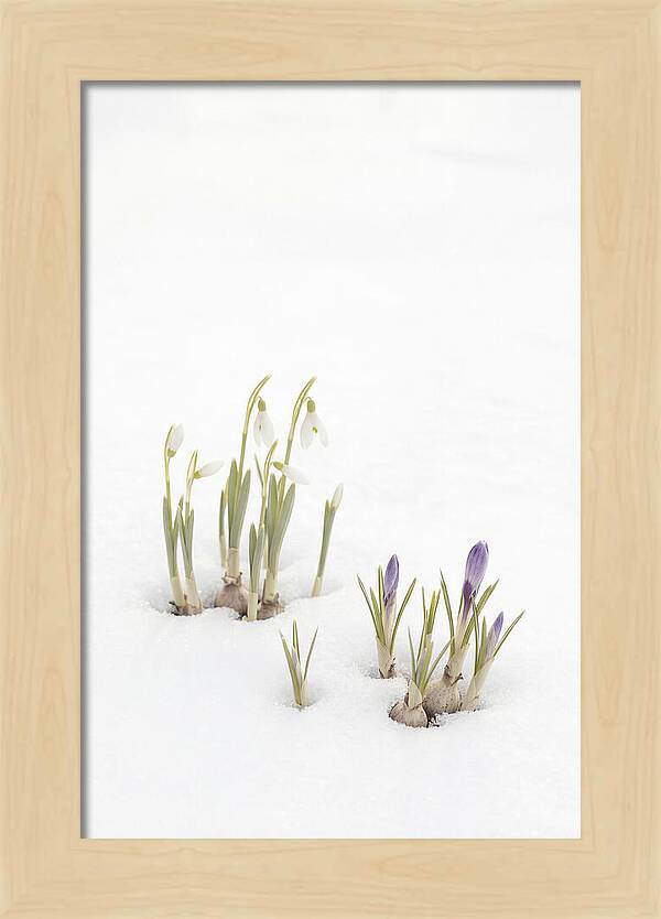Spring Bulbs Emerging Through Snow