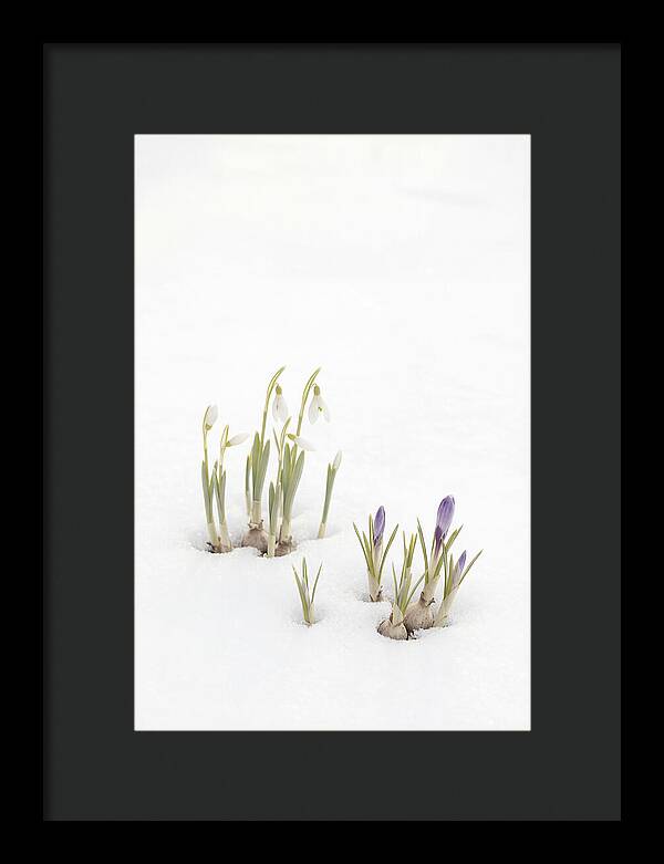 Spring Bulbs Emerging Through Snow