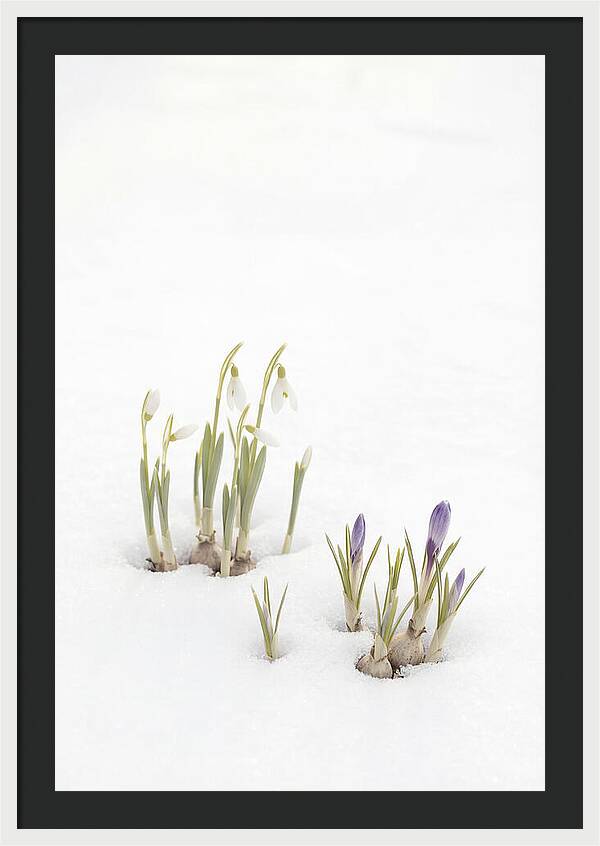 Spring Bulbs Emerging Through Snow