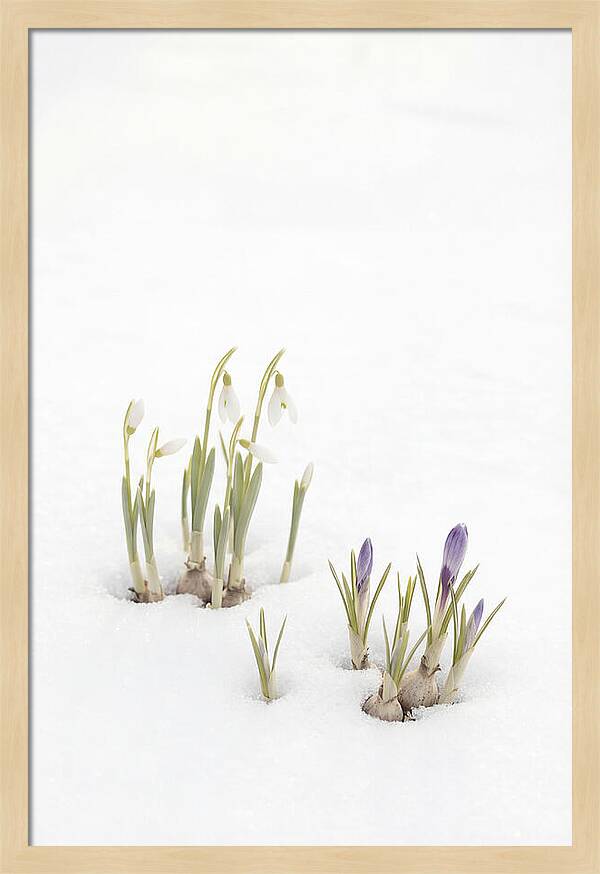 Spring Bulbs Emerging Through Snow