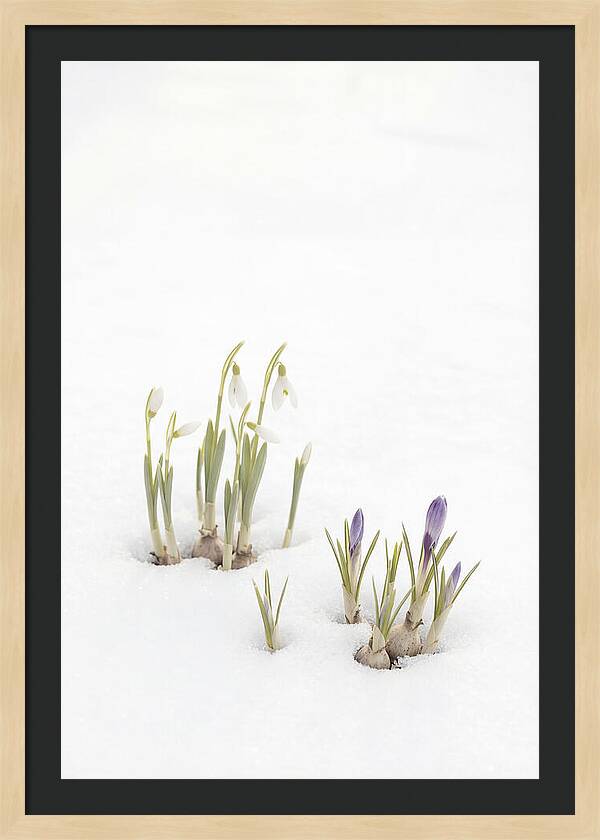 Spring Bulbs Emerging Through Snow