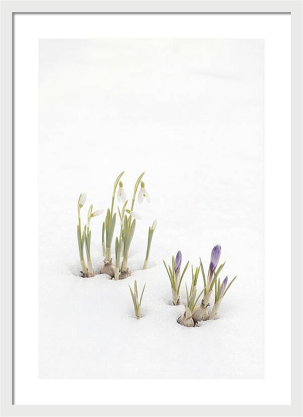 Spring Bulbs Emerging Through Snow
