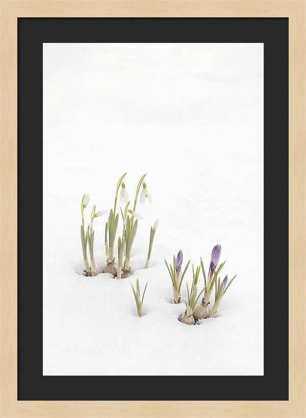 Spring Bulbs Emerging Through Snow