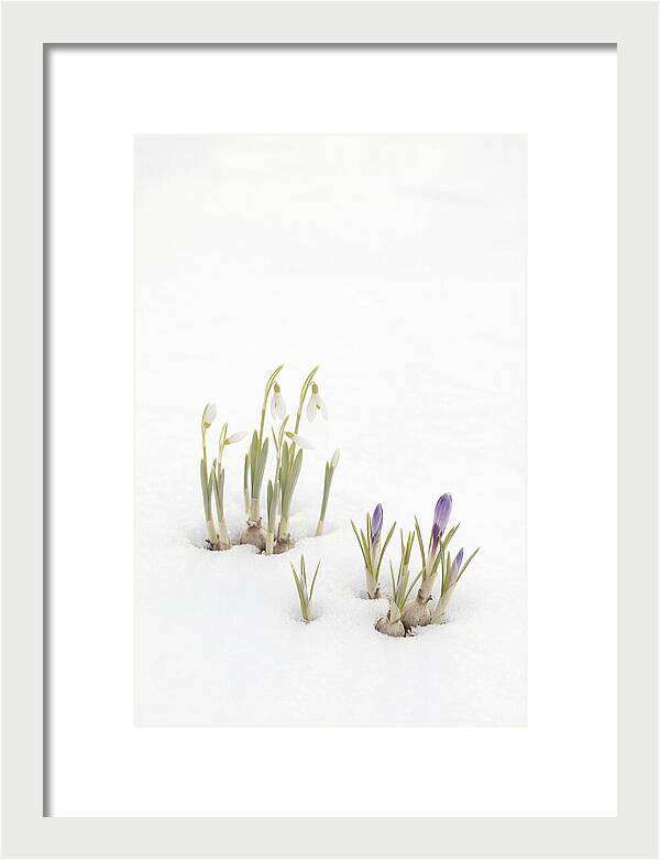 Spring Bulbs Emerging Through Snow