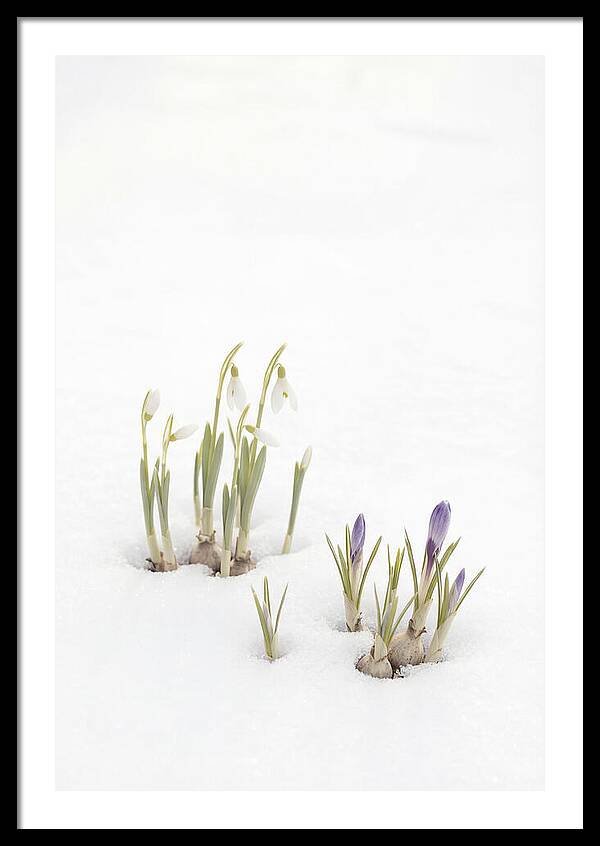 Spring Bulbs Emerging Through Snow