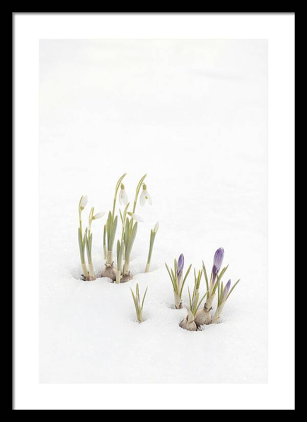 Spring Bulbs Emerging Through Snow