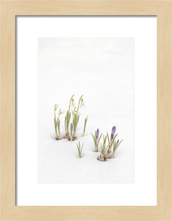 Spring Bulbs Emerging Through Snow