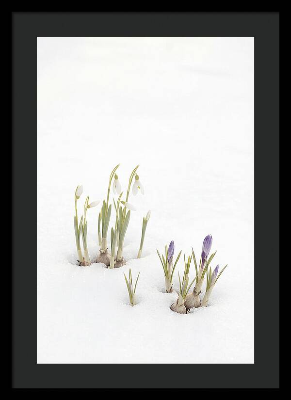 Spring Bulbs Emerging Through Snow