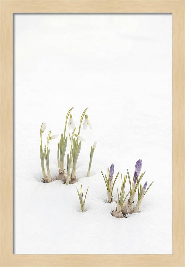 Spring Bulbs Emerging Through Snow