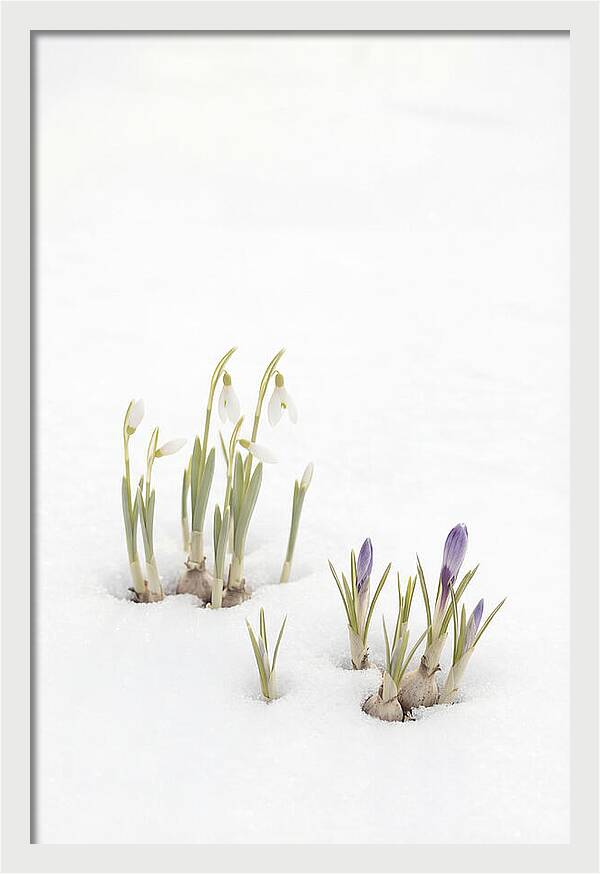 Spring Bulbs Emerging Through Snow
