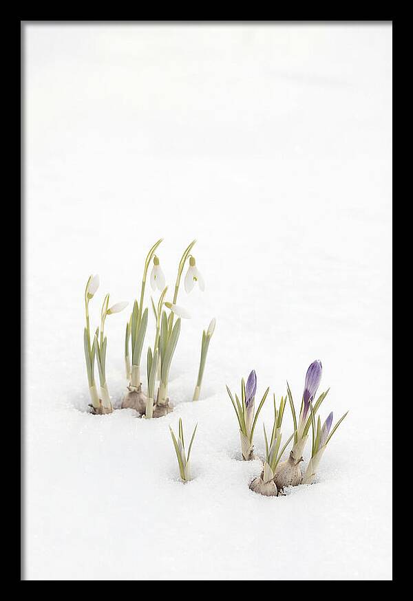 Spring Bulbs Emerging Through Snow