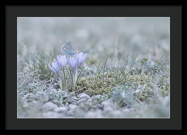 Spring Butterflys First Visit