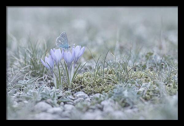 Spring Butterflys First Visit