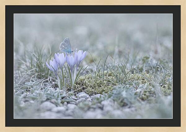 Spring Butterflys First Visit