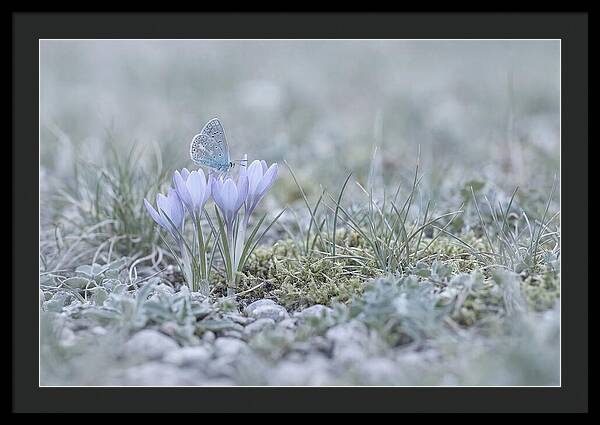 Spring Butterflys First Visit
