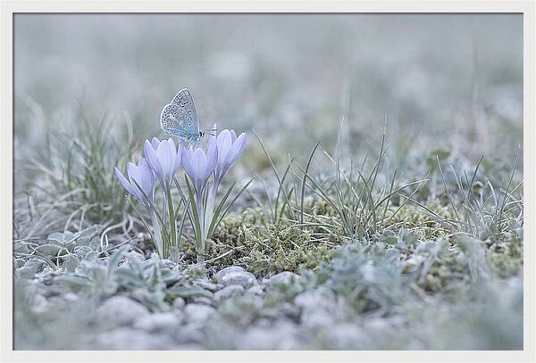 Spring Butterflys First Visit